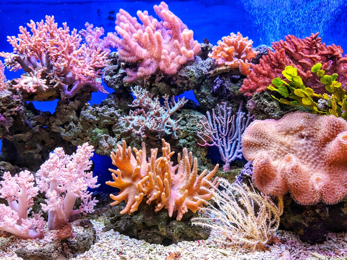 Primer plano macroscópico de pólipos de coral ramificados con colores vibrantes alimentándose bajo corrientes marinas transparentes.