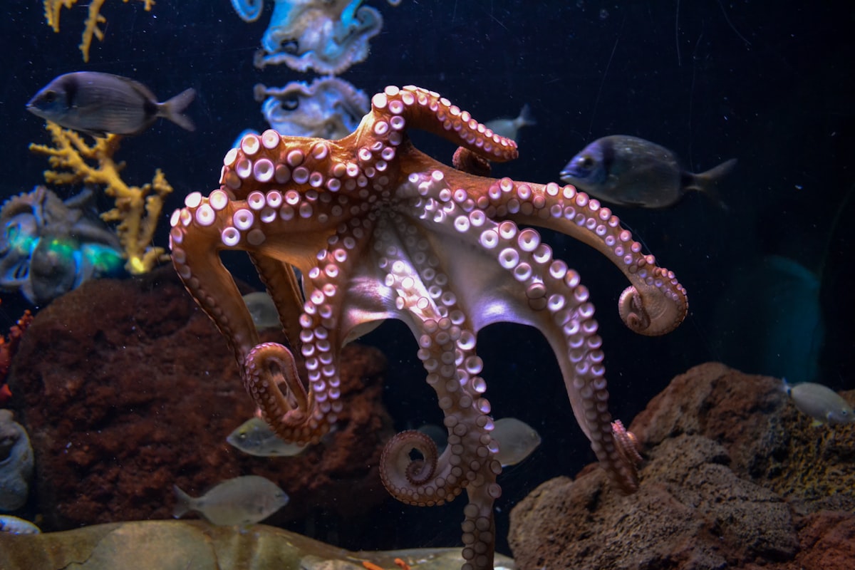 Pulpo mimo en el fondo arenoso de Indonesia transformando la disposición de sus brazos para imitar las espinas de un pez león.
